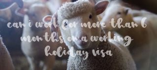 6-months-working-holiday-sheep