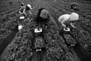 labour-agreement-fruit-picking